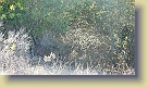 Hike-Redwood-City-Dec2011 (17) * 1280 x 720 * (156KB)